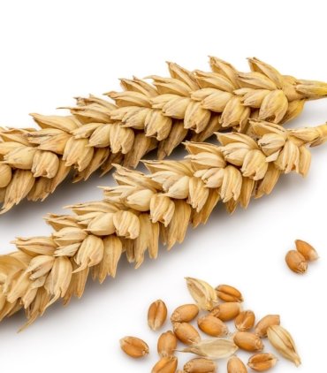 dsi-us-wheat-free-diet-teaser