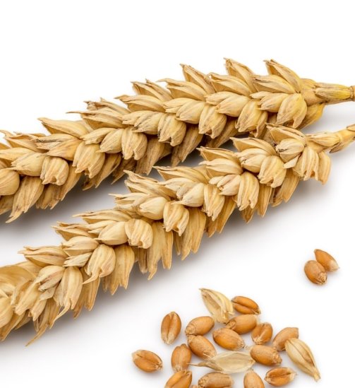 dsi-us-wheat-free-diet-teaser