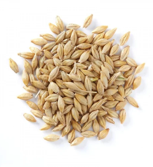 images-barley-500x500